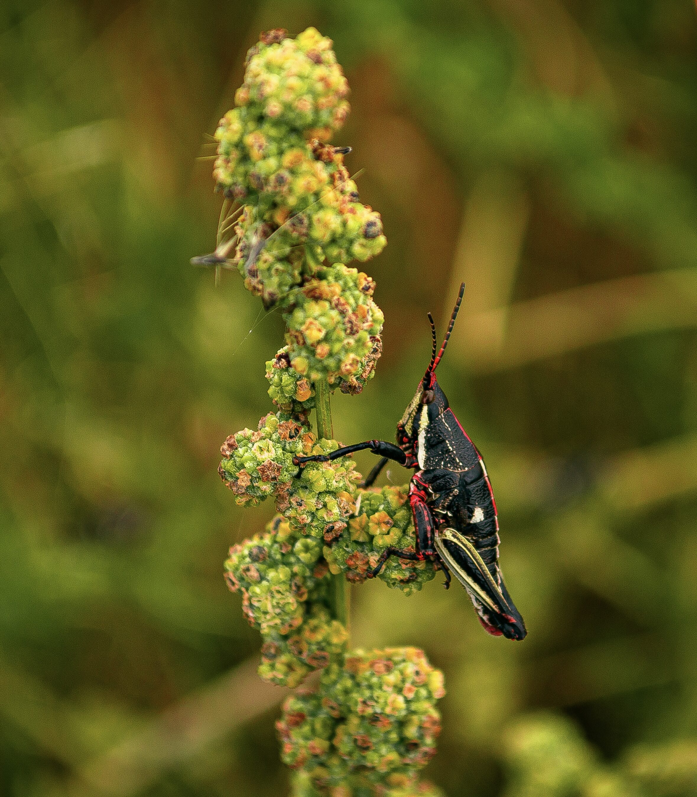 Chapolin Insect Chapolín - Kase México